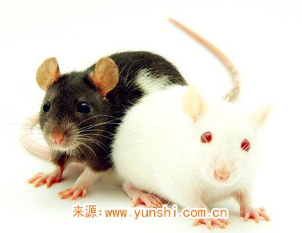 
    属鼠女对老公好吗