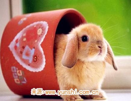 属兔女对老公好吗 属兔女对老公好吗