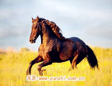 属马女对老公好吗 属马女对老公好吗