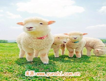 属羊女对老公好吗 属羊女对老公好吗