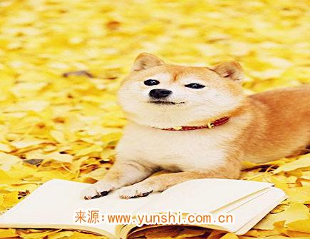 属狗女对老公好吗