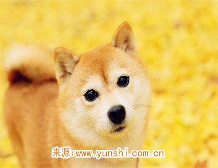 属狗女不想谈恋爱的原因