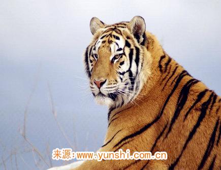 2021年属虎人佩戴什么好