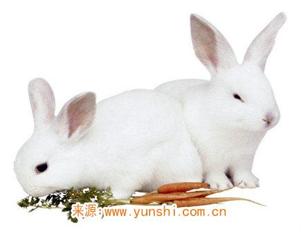 2021年属兔人佩戴什么好