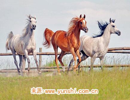 2021年属马人佩戴什么好 2021年属马人佩戴什么好