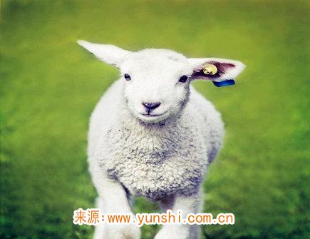 2021年属羊人佩戴什么好 2021年属羊人佩戴什么好