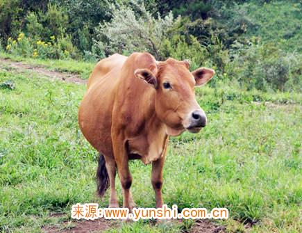 属牛人哪年开始转运