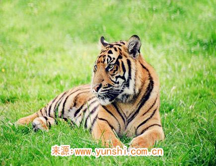 属虎人哪年偏财运好