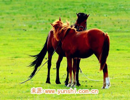 属马人哪年开始转运 属马人哪年开始转运