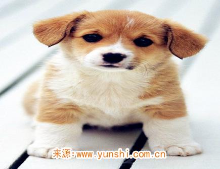 属狗人哪年开始转运