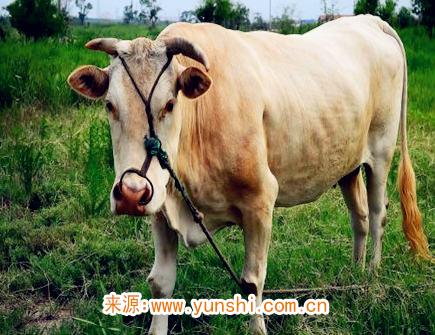 属牛人灾难年龄