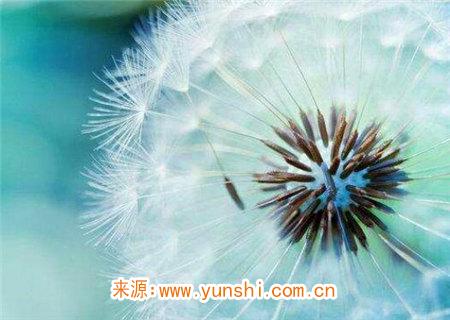 八字命理专旺格命理特点 八字命理专旺格命理特点