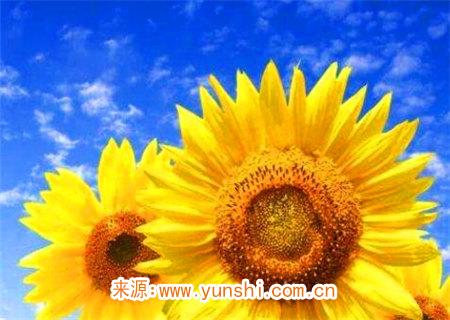 八字命理专旺格命理特点 八字命理专旺格命理特点