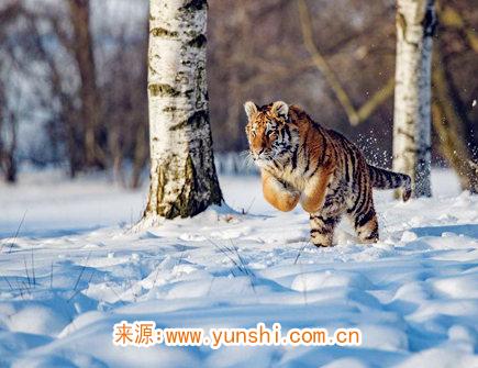 属虎人一生有几次婚姻 属虎人一生有几次婚姻