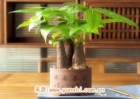 办公室旺财植物都有哪些