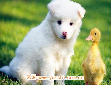 属狗人一生有几次婚姻