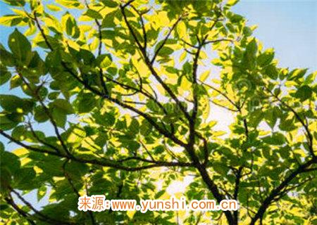 八字喜用神为木的人特点 八字喜用神为木的人特点