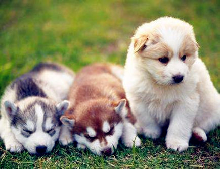 属狗人本命年结婚好不好