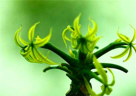 八字之女命歌 八字之女命歌