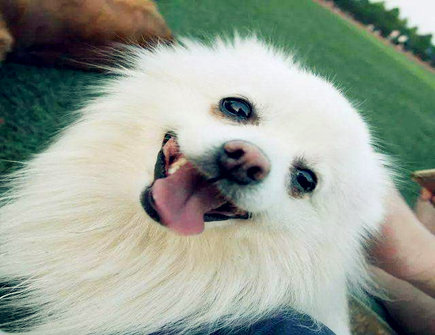 属狗女2021年财运如何