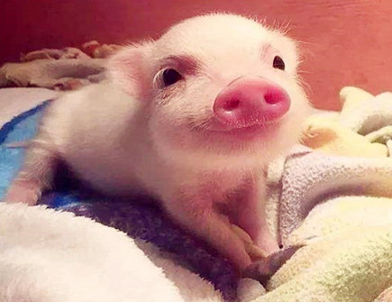 属猪女2021年财运如何