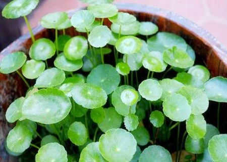 铜钱草如何摆放风水好 铜钱草如何摆放风水好