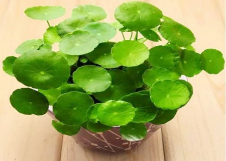 铜钱草如何摆放风水好 铜钱草如何摆放风水好