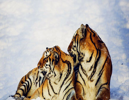 属虎人的经济意识如何 属虎人的经济意识如何