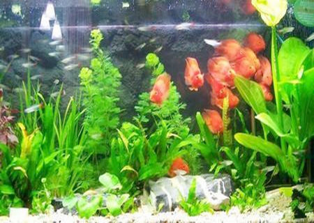 家中养鱼要注意哪些风水