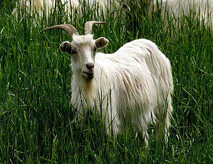 生肖羊2021年正财运如何