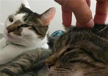 爱吃醋的八字特征 爱吃醋的八字特征