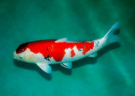 养锦鲤的风水禁忌