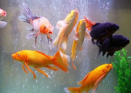 养锦鲤的风水禁忌 养锦鲤的风水禁忌