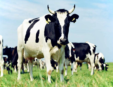 生肖牛2020年正财运如何