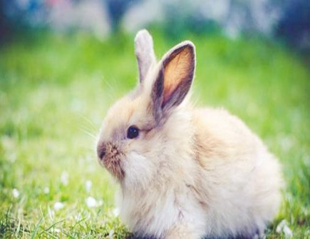 生肖兔2020年正财运如何