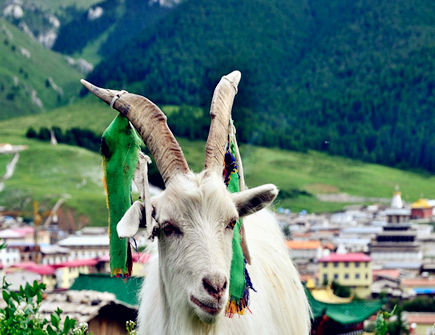 生肖羊2020年正财运如何