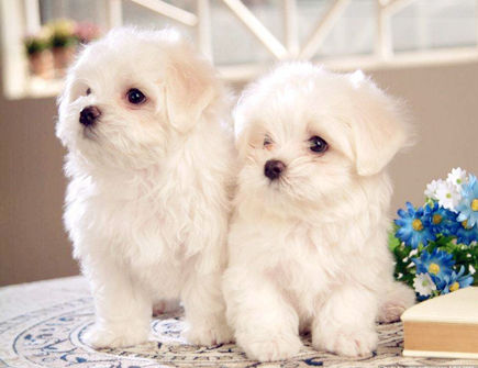 生肖狗2020年正财运如何