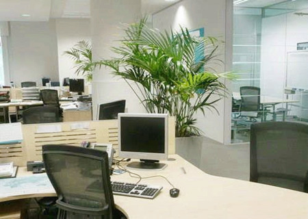 女性办公桌摆放什么植物好