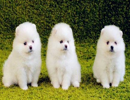 属狗人有什么性格特征