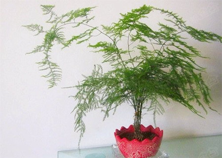 能旺事业还能旺财的风水植物 能旺事业还能旺财的风水植物