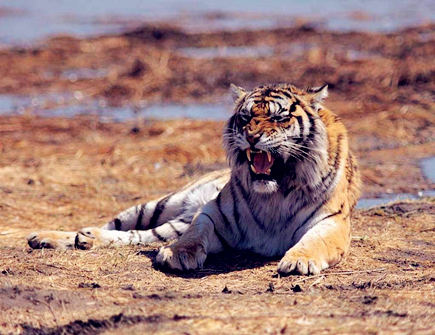 三月出生属虎人的运势 三月出生属虎人的运势