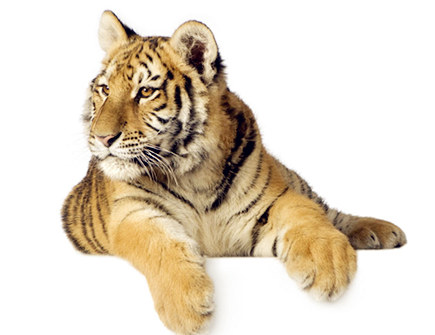 九月出生属虎人的运势