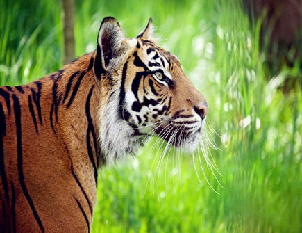 十一月出生属虎人的运势 十一月出生属虎人的运势