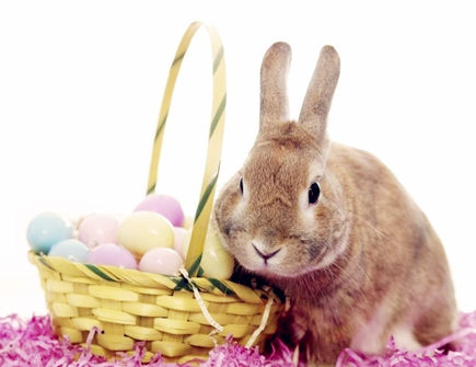 四月出生属兔人的运势 四月出生属兔人的运势