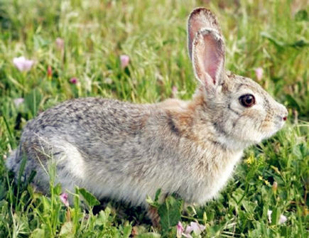 五月出生属兔人的运势