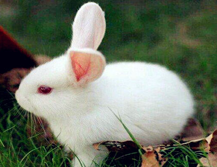 六月出生属兔人的运势 六月出生属兔人的运势