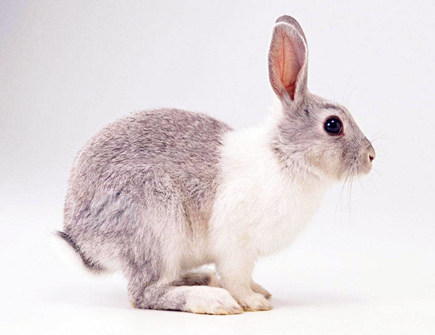 十月出生属兔人的运势 十月出生属兔人的运势