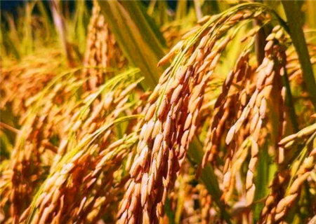 一个人稳重可靠的八字特征 一个人稳重可靠的八字特征