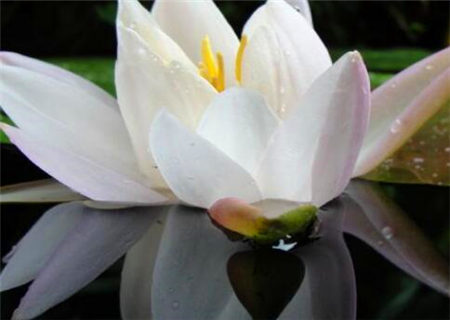 八字什么是金白水清格 八字什么是金白水清格