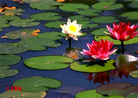 八字什么是金白水清格 八字什么是金白水清格